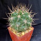 Gymnocalycium Horridispinum Cactus Plant Fresh Garden