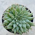 Graptoveria Silver Star Comes In A 3.5 Pot Fresh Garden Graptoveria Silver Star Comes In A 3.5 Pot Fresh Garden