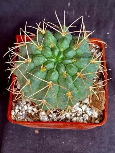 mammillaria spinosissima care 4-inch Spiny Pincushion Cactus