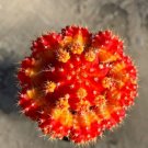 Gyncocaleum Mihanovichii Moon Cactus Var. Red Orange Comes In A 3.5 Pot Fresh Garden Gyncocaleum Mihanovichii Moon Cactus Var. Red Orange Comes In A 3.5 Pot Fresh Garden