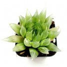 Haworthia Cymbi Mis Cathedral Window Haworthia Succulent Plant Fresh Garden Haworthia Cymbi Mis Cathedral Window Haworthia Succulent Plant Fresh Garden
