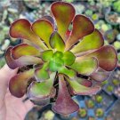 Haworthia Byakuya White Night Variegated Succulent Plant Fresh Garden