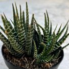 Haworthia Fasciata Zebra Plant 2 Heads Per Container Comes In A 3.5 Pot Fresh Garden Haworthia Fasciata Zebra Plant 2 Heads Per Container Comes In A 3.5 Pot Fresh Garden