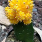 Gyncocaleum Mihanovichii Friedrichii Moon Cactus Yellow Comes In A 2.5 Pot Fresh Garden Gyncocaleum Mihanovichii Friedrichii Moon Cactus Yellow Comes In A 2.5 Pot Fresh Garden