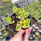 Haworthia Fasciata Variegata Succulent Plant Fresh Garden Haworthia Fasciata Variegata Succulent Plant Fresh Garden