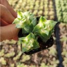 Haworthia Marumiana Var. Batesiana Succulent Plant Fresh Garden Haworthia Marumiana Var. Batesiana Succulent Plant Fresh Garden