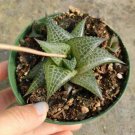 Haworthia Turgida X Succulent Plant Fresh Garden Haworthia Turgida X Succulent Plant Fresh Garden