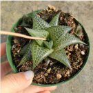 Haworthia Venosa Subsp. Tessellata Aloe Parva Tessellata Succulent Plant Fresh Garden Haworthia Venosa Subsp. Tessellata Aloe Parva Tessellata Succulent Plant Fresh Garden