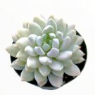 Haworthia Retusa F. Geraldii Star Cactus Succulent Plant Fresh Garden