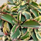 Kalanchoe Fire Rainbow Currently In A 8 Container Fresh Garden Kalanchoe Fire Rainbow Currently In A 8 Container Fresh Garden