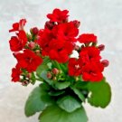 Kalanchoe Red Comes In A 2.5 Pot Fresh Garden Kalanchoe Red Comes In A 2.5 Pot Fresh Garden