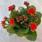 Kalanchoe Red Comes In A 3.5 Pot Fresh Garden