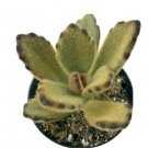Kalanchoe Tomentosa Teddy Bear In A 2.5  Container Fresh Garden