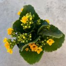 Kalanchoe Yellow Comes In A 3.5 Pot Fresh Garden Kalanchoe Yellow Comes In A 3.5 Pot Fresh Garden