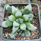 Live 10 20 30 Assorted 10 Different Varieties Succulent Plants Without Planter Fresh Garden
