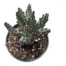 Live Crassula Per Ata Subsp. Per Ata Succulent Fully Rooted In 2 Plant Pot Fresh Garden