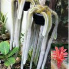Live Crassula Per Ata Subsp. Per Ata Succulent Plant Rooted In 4 Planter Fresh Garden