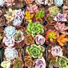 Live Echeveria Big Red Succulent Plant Rooted In 4 Plant Pot Fresh Garden Live Echeveria Big Red Succulent Plant Rooted In 4 Plant Pot Fresh Garden