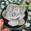 Live Echeveria Blue Curls Succulent Plants Fully Rooted In 4 Inch Planters Fresh Fresh Garden Live Echeveria Blue Curls Succulent Plants Fully Rooted In 4 Inch Planters Fresh Fresh Garden