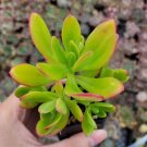 Live Echeveria Champagne Plant Fully Rooted In 4 Plant Pot Fresh Garden Live Echeveria Champagne Plant Fully Rooted In 4 Plant Pot Fresh Garden