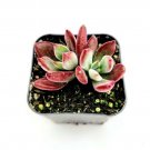 Live Echeveria Desmetiana De Smet Rosette Succulent Fully Rooted In 4 Planter Fresh Garden Live Echeveria Desmetiana De Smet Rosette Succulent Fully Rooted In 4 Planter Fresh Garden