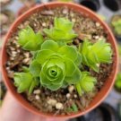Live Echeveria Melaco Succulent Plants Rooted In 2 Plant Pot Fresh Garden Live Echeveria Melaco Succulent Plants Rooted In 2 Plant Pot Fresh Garden