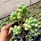 Live Echeveria Moon Gad Varnish Rosette Succulent Fully Rooted In 2 Plant Pot Fresh Garden Live Echeveria Moon Gad Varnish Rosette Succulent Fully Rooted In 2 Plant Pot Fresh Garden