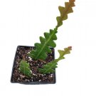 Live Echeveria Suryeon Rosette Succulent Fully Rooted In 4 Inch Plant Pot Fresh Garden Live Echeveria Suryeon Rosette Succulent Fully Rooted In 4 Inch Plant Pot Fresh Garden