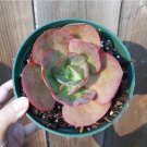 Live Echeveria Purpusorum Rosette Succulent Plant Fully Rooted In 2 Plant Pot Fresh Garden Live Echeveria Purpusorum Rosette Succulent Plant Fully Rooted In 2 Plant Pot Fresh Garden