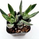 Live Echeveria Violet Queen Succulent Plant Fully Rooted In 2 Inch Planter Pot Fresh Garden Live Echeveria Violet Queen Succulent Plant Fully Rooted In 2 Inch Planter Pot Fresh Garden