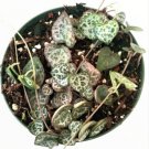 Live Fresh Burro S Tail Long Stems Succulent Plant Rooted In 4 Plant Pot Fresh Garden