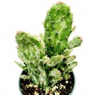 Live Fresh Crassula Rupestris Succulent Plant Fully Rooted In 2 Planter Pot Fresh Garden Live Fresh Crassula Rupestris Succulent Plant Fully Rooted In 2 Planter Pot Fresh Garden