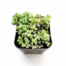 Live Fresh Echeveria Alba Beauty Rosette Succulent Fully Rooted In 2 Plant P Fresh Garden Live Fresh Echeveria Alba Beauty Rosette Succulent Fully Rooted In 2 Plant P Fresh Garden