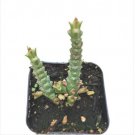 Live Fresh Echeveria Blue Apple Succulent Plant Fully Rooted In 2 Plant Pots Fresh Garden