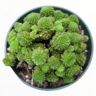Live Fresh Echeveria Ben Badis Plant Fully Rooted In 4 Inch Plant Pot Great Fresh Garden Live Fresh Echeveria Ben Badis Plant Fully Rooted In 4 Inch Plant Pot Great Fresh Garden