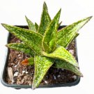 Live Fresh Echeveria Cream Berry Succulent Plant Fully Rooted In 2 Planter Fresh Garden Live Fresh Echeveria Cream Berry Succulent Plant Fully Rooted In 2 Planter Fresh Garden