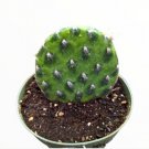 Live Fresh Echeveria Mont Blanc Rosette Plant Fully Rooted In 4 Inch Planter Fresh Garden