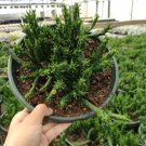 Live Fresh Echeveria Cv. Onslow Succulent Plant Fully Rooted In 2 Inch Plant Pot Fresh Garden