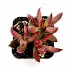 Live Fresh Echeveria Mont Blanc Succulent Plant Fully Rooted In 2 Planter Fresh Garden Live Fresh Echeveria Mont Blanc Succulent Plant Fully Rooted In 2 Planter Fresh Garden