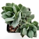 Live Fresh Echeveria Desmetiana De Smet Rosette Succulent Rooted In 2 Plant Pot Fresh Garden Live Fresh Echeveria Desmetiana De Smet Rosette Succulent Rooted In 2 Plant Pot Fresh Garden