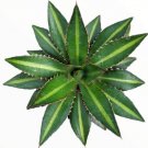 Live Fresh Echeveria Red Hole Fully Rooted In 2 Plant Pot Fresh Garden