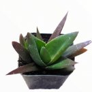 Live Fresh Echeveria Sensation Succulent Plant Fully Rooted In 4 Plant Pot Fresh Garden Live Fresh Echeveria Sensation Succulent Plant Fully Rooted In 4 Plant Pot Fresh Garden