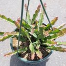 Live Fresh Echeveria Sensation Succulent Plant Fully Rooted In 2 Inch Plant Pot Fresh Garden Live Fresh Echeveria Sensation Succulent Plant Fully Rooted In 2 Inch Plant Pot Fresh Garden
