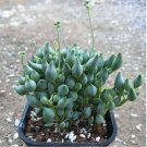 Live Fresh Echeveria Pink Tips Succulent Plant Fully Rooted In 2 Plant Pot Fresh Garden Live Fresh Echeveria Pink Tips Succulent Plant Fully Rooted In 2 Plant Pot Fresh Garden