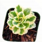 Live Fresh Echeveria Sp. Gilo Succulent Plant Fully Rooted In 2 Plant Pot Fresh Garden
