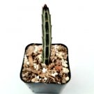 Live Fresh Echeveria Tippy Rosette Plant Fully Rooted In 4 Inch Planter Fresh Garden