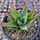 Live Fresh Haworthia Coarctata Succulent Plant Fully Rooted In 2 Planter Pot Fresh Garden Live Fresh Haworthia Coarctata Succulent Plant Fully Rooted In 2 Planter Pot Fresh Garden