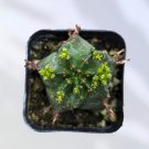 Live Fresh Pink X Graptoveria Debbi Succulent Fully Rooted In 2 Inch Planter Fresh Garden
