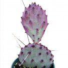 Live Fresh Rosette Echeveria Joselrin Succulent Plant Rooted In 4 Plant Pot Fresh Garden Live Fresh Rosette Echeveria Joselrin Succulent Plant Rooted In 4 Plant Pot Fresh Garden