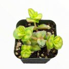 Live Fresh Rosette Echeveria Love Letter Succulent Fully Rooted In 2 Plant Pot Fresh Garden Live Fresh Rosette Echeveria Love Letter Succulent Fully Rooted In 2 Plant Pot Fresh Garden